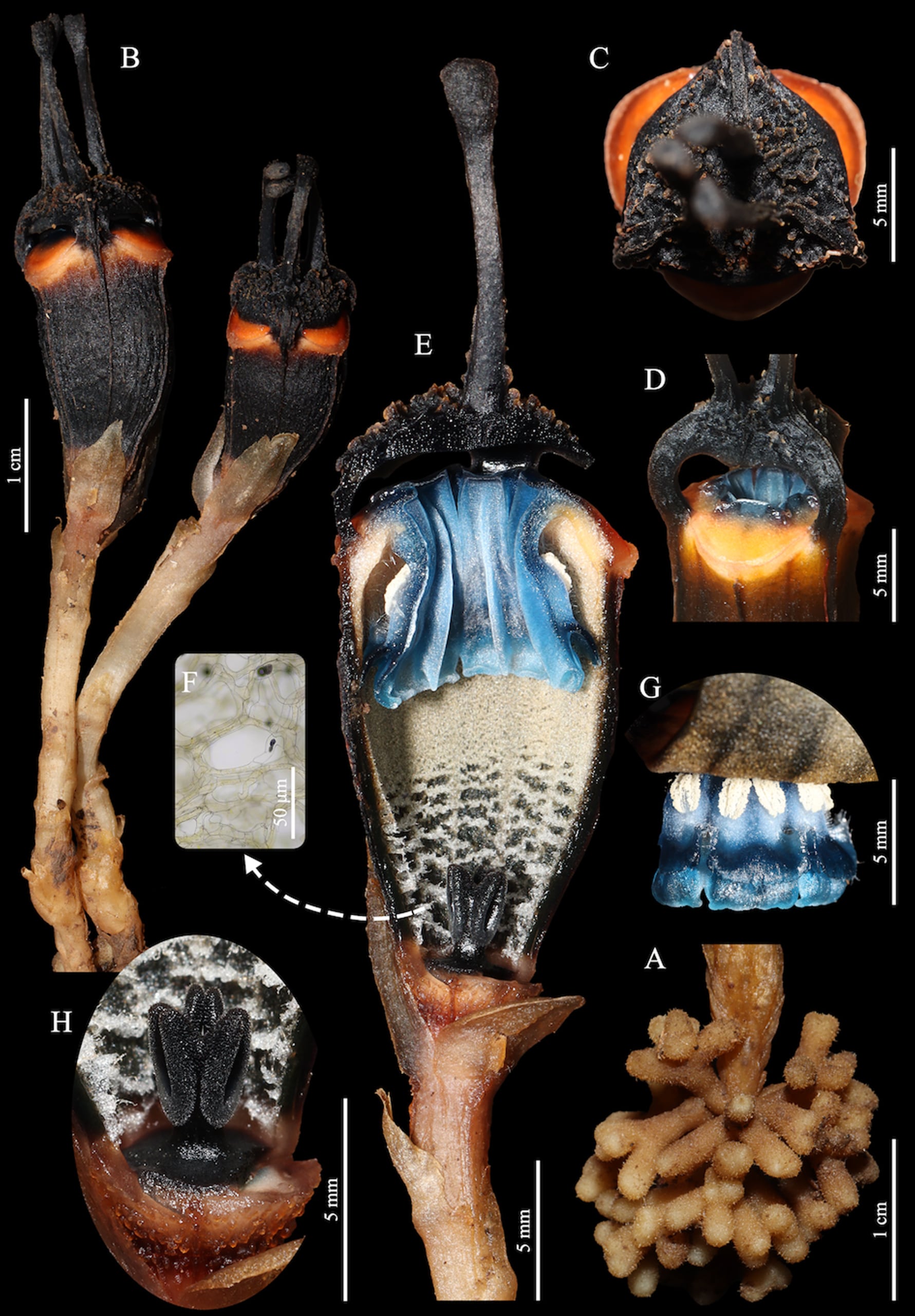 Así es Thismia daemona, la nueva especie que intriga a los investigadores.