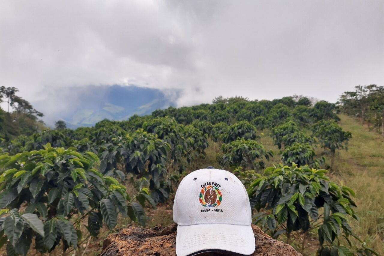 El 38 por ciento de los productores de café son indígenas y el 26 por ciento son jóvenes productores del municipio de Uribe.