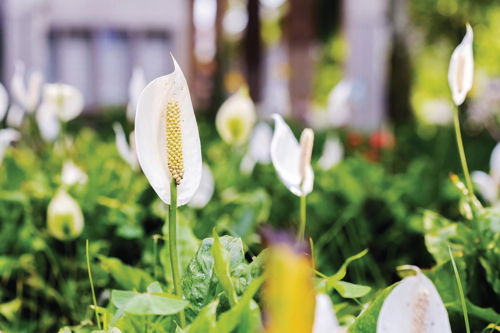 Spathiphyllum wallisii.