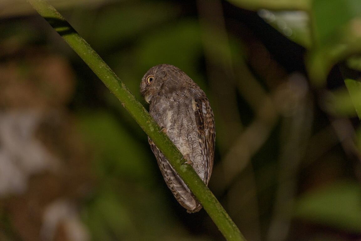 Búho chillón del Chocó fotografiado durante la expedición al Alto Sinú, Córdoba. Este animal no era registrado desde 1960.