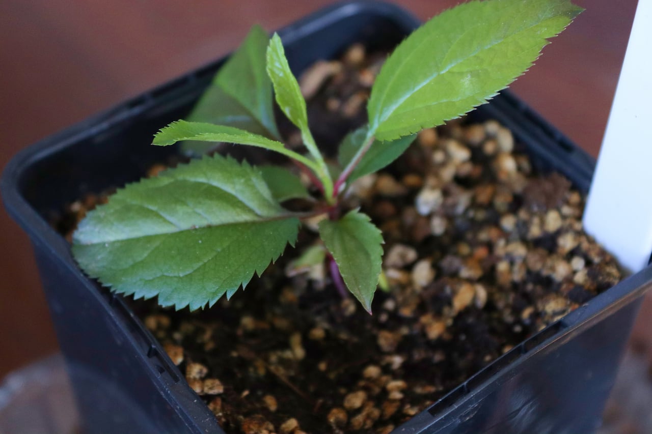 La perlita se presenta como un aliado clave en esta temporada, proporcionando un equilibrio perfecto de humedad en el sustrato. up.