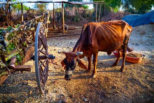 Desde los tiempos de las escrituras sagradas se asocia estos animales con preocupaciones económicas y sequía.