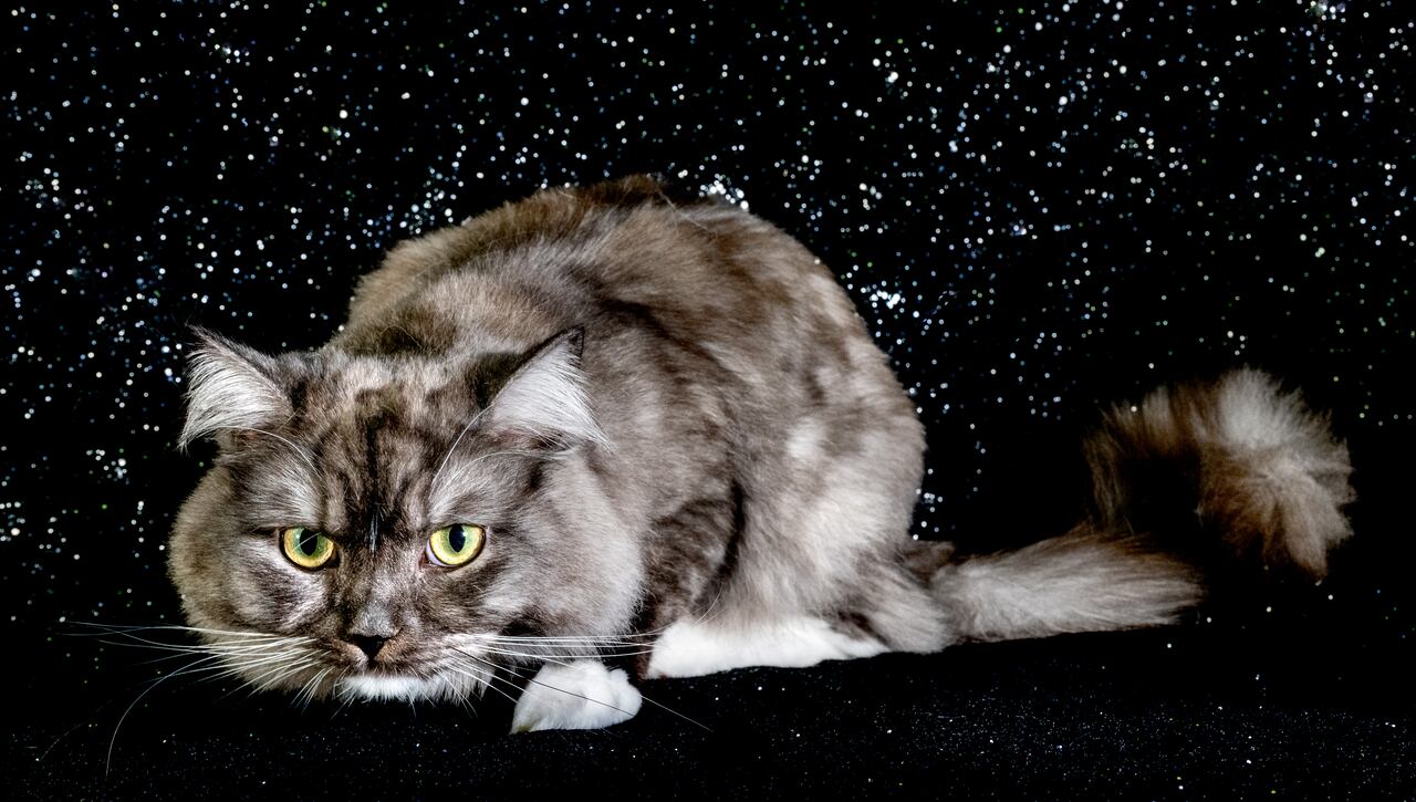 Ragamuffin, uno de los gatos más bellos por su gran tamaño y pelaje.