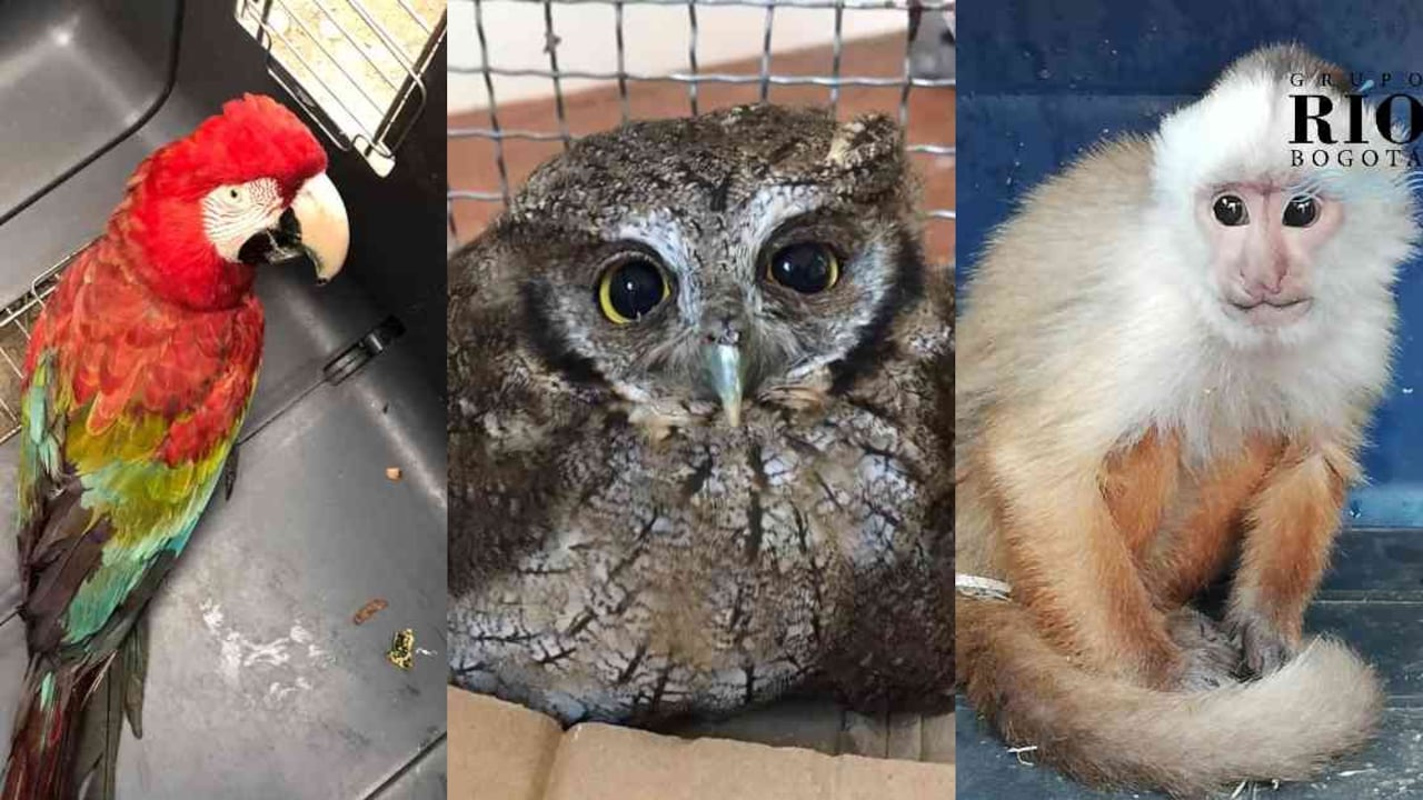 Los animales víctimas del tráfico de fauna en Bogotá contarán con una nueva casa. Fotos: CAR.