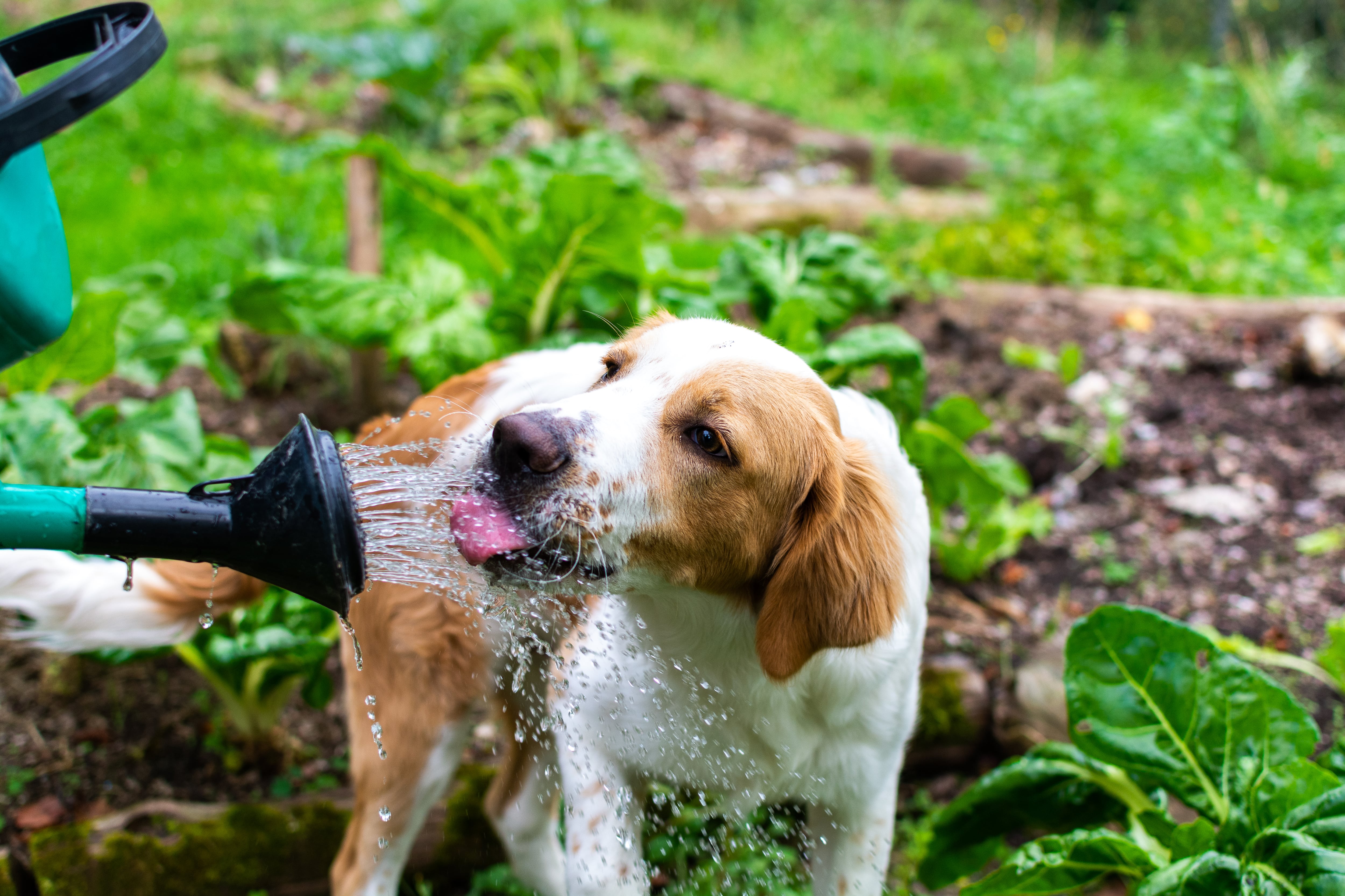 Imagen referencia de un perro tomando agua
