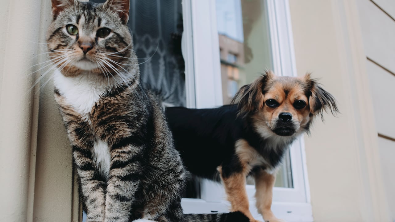 Este electrodoméstico puede afectar la salud mental de las personas.