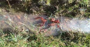 Cangrejos rojos en Bogotá