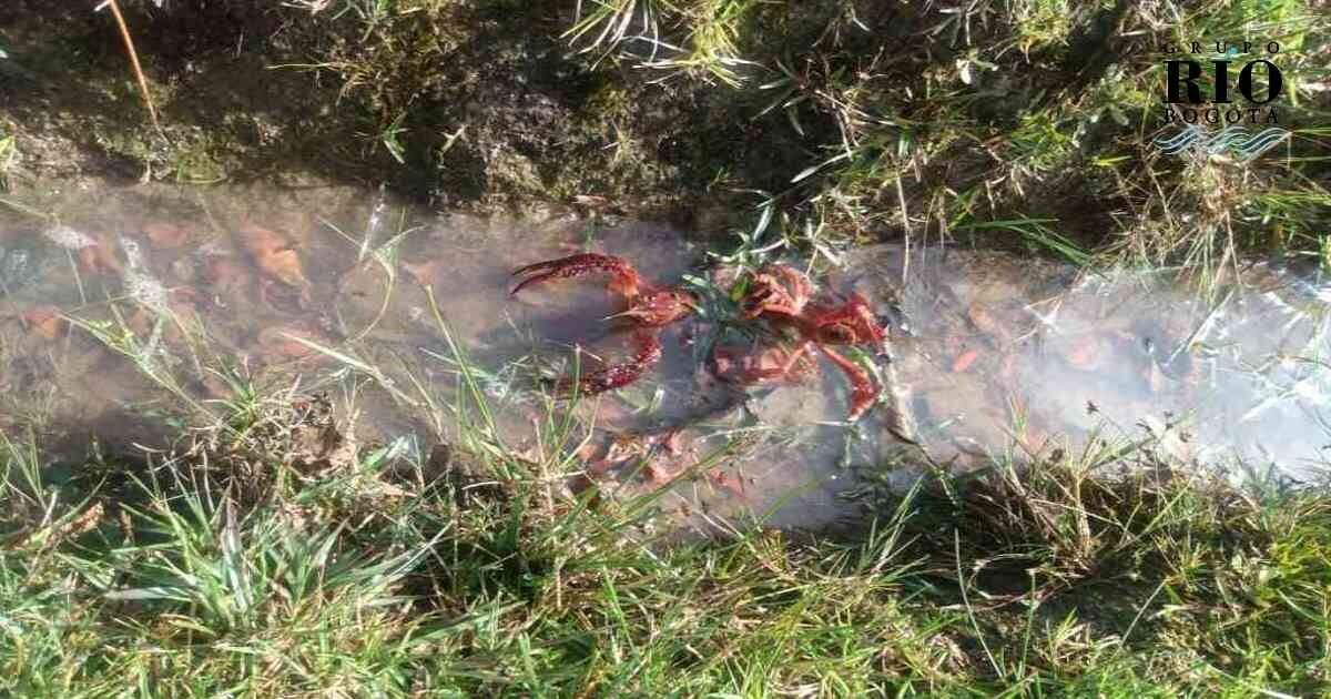 Cangrejos rojos en Bogotá