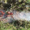 Cangrejos rojos en Bogotá