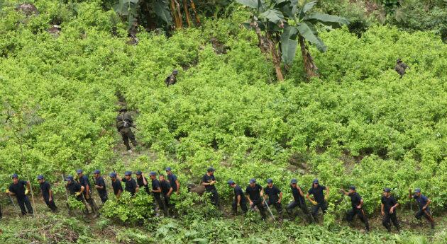 El gobierno Petro copió en el 2025 estrategias de erradicación de cultivos de coca de anteriores gobiernos tras el crecimiento de las plantaciones en el país. 
