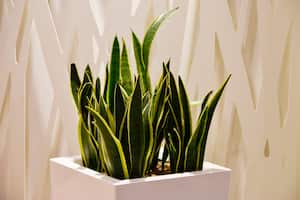 Planta ornamental dentro de la vivienda llamada Donkey Ear, Sansevieria trifasciata en Guatemala. - Fotografía de stock
Planta ornamental dentro de la vivienda llamada oreja de burro, Sansevieria trifasciata en Guatemala, América Central.