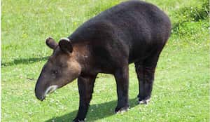 El tapir andino o danta de páramo se encuentra en la zona de montaña de Colombia, Ecuador y Perú.