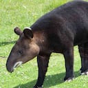 El tapir andino o danta de páramo se encuentra en la zona de montaña de Colombia, Ecuador y Perú.