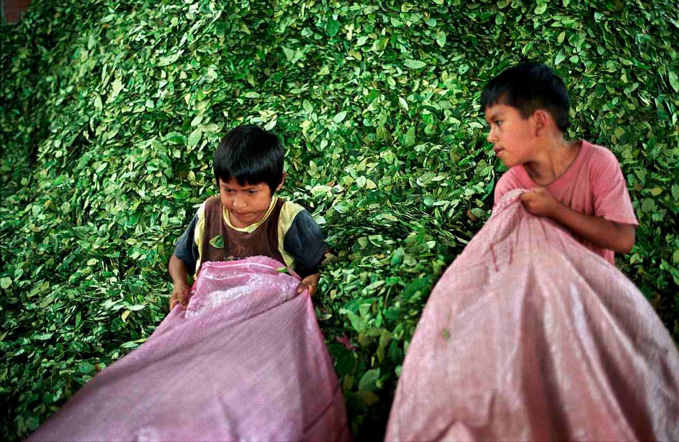 Los cinco capítulos que lo componen narran en imágenes estos recorridos por la cordillera de los Andes, la selva amazónica de Perú, Bolivia y Colombia, Centroamérica y Nueva York. Allí, Villalón ilustra a través de sus fotografías el significado y los usos que tiene la coca en América. Foto: Carlos Villalón.