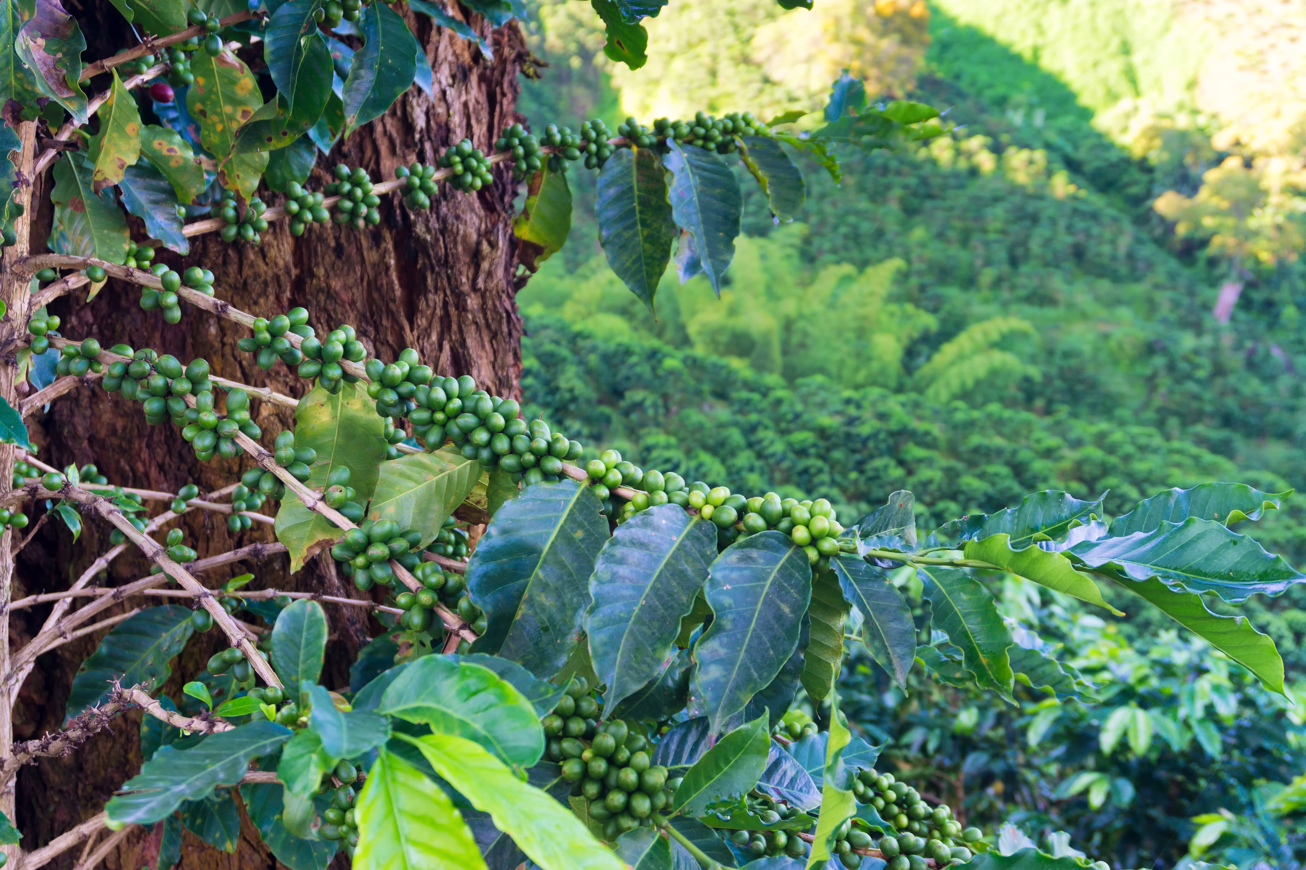 Fruit growing on the branches of a coffee plant outside of Manizales, Colombia