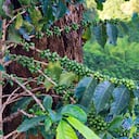 Caldas se destaca por su producción de cafés especiales.