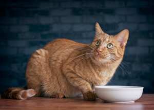 Lindo gato jengibre mirando hacia arriba y esperando comida.