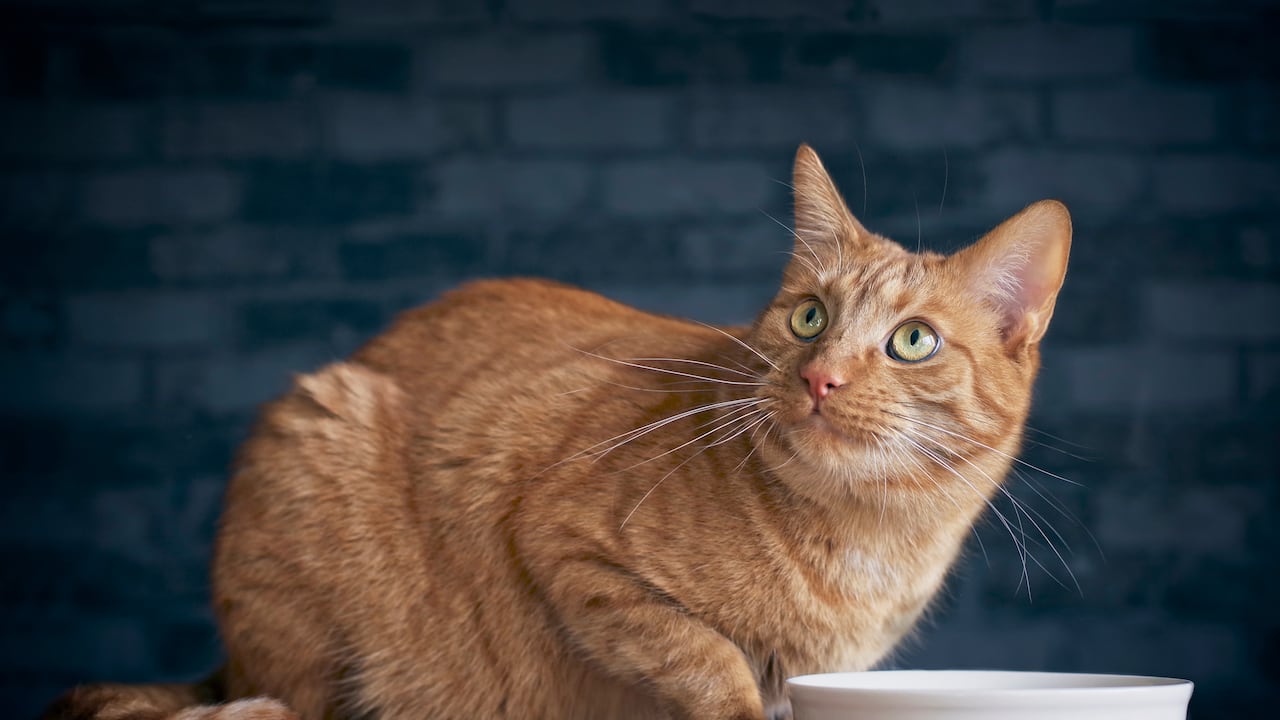 Gato mirando hacia arriba.