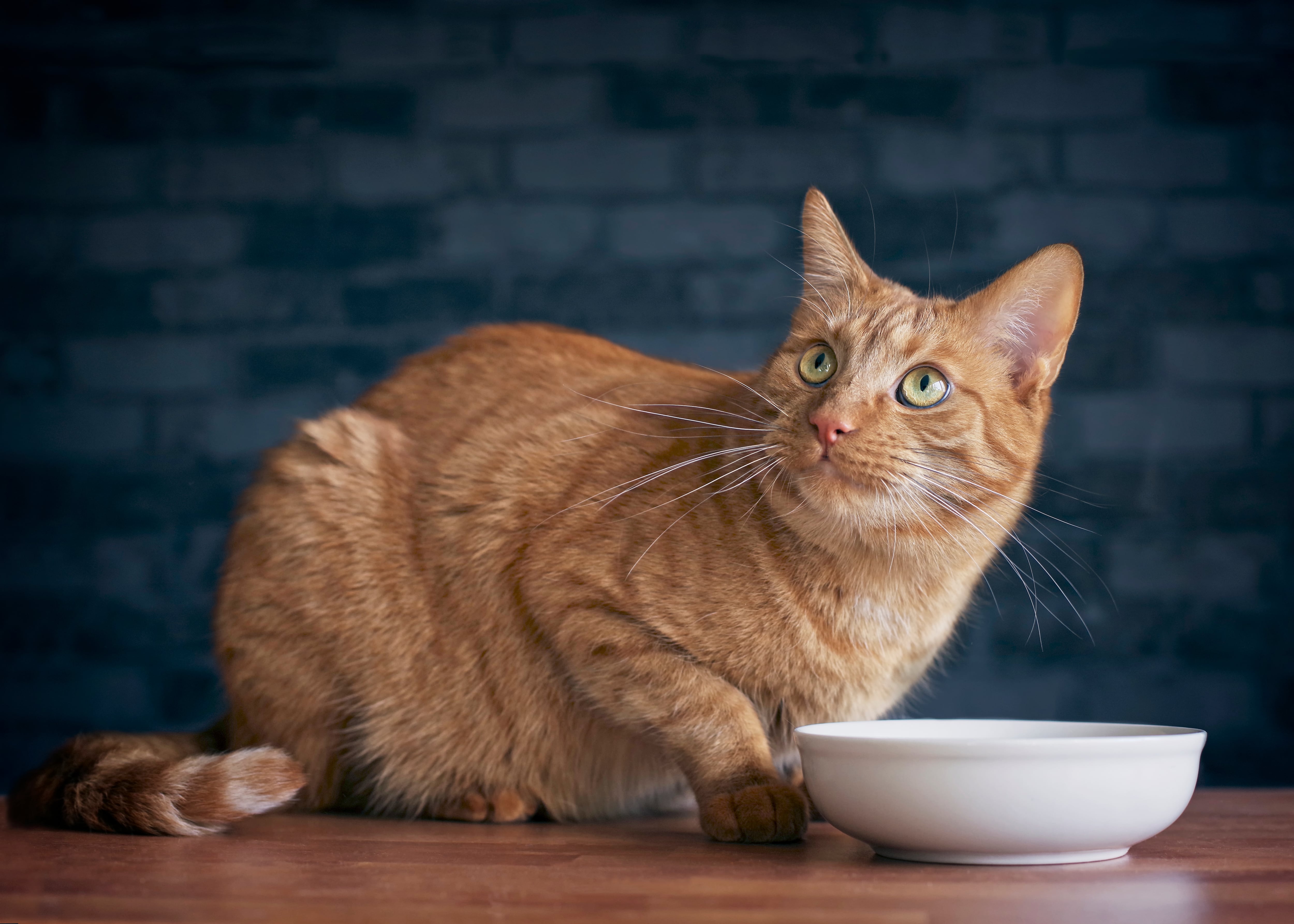 Gato mirando hacia arriba.