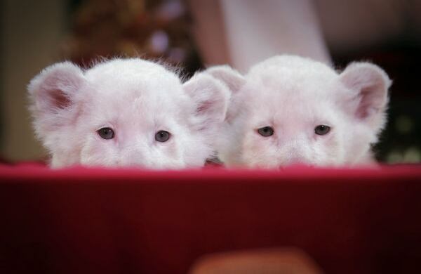 Dos pequeños leones blancos miran a la cámara durante una sesión fotográfica en el circo Krone, en Darmstadt, Alemania. (AP)