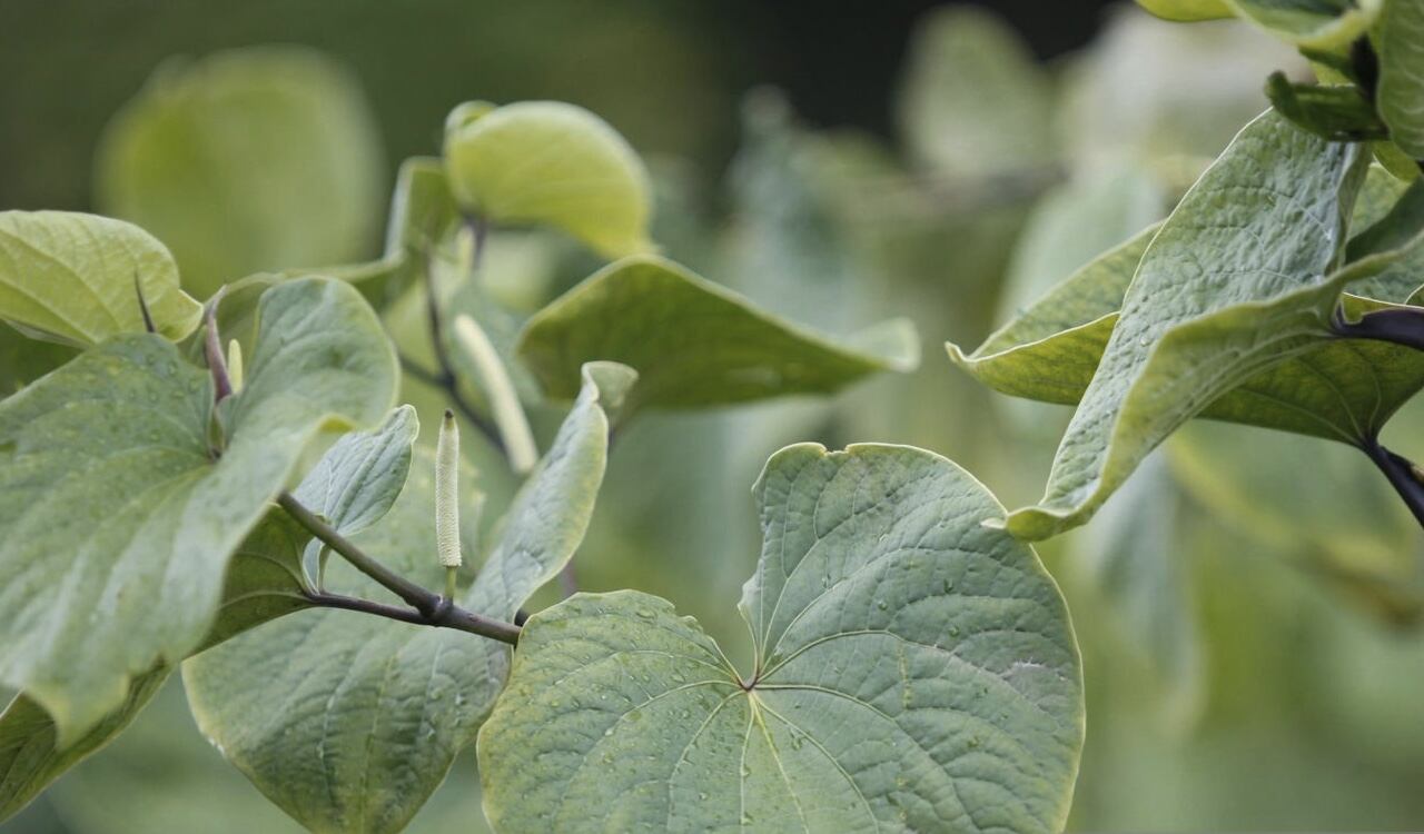 Así lucen las hojas de la Kava, hierba que se da en las islas del Pacífico