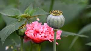 Los cultivadores sustituyeron la amapola con café, macadamia, apicultura y orquídeas.