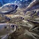 El arenque de río, también conocido como alewives, nada en un arroyo el 16 de mayo de 2021 en Franklin, Maine. Los peces alguna vez se dirigieron a la lista de especies en peligro de extinción, pero han regresado en algunos estados de EE. UU. Foto AP / Robert F. Bukaty