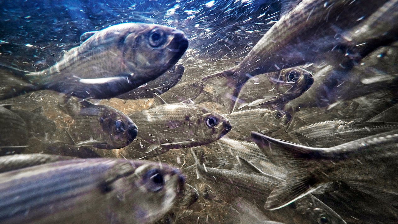 El arenque de río, también conocido como alewives, nada en un arroyo el 16 de mayo de 2021 en Franklin, Maine. Los peces alguna vez se dirigieron a la lista de especies en peligro de extinción, pero han regresado en algunos estados de EE. UU. Foto AP / Robert F. Bukaty