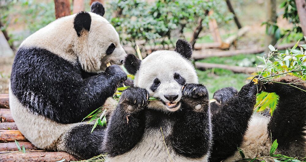 Los premios IG Nobel 2021_2