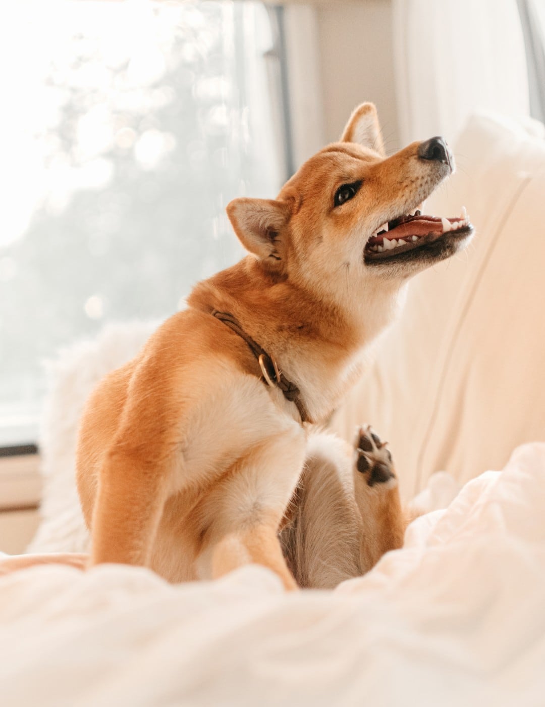 Los perritos suelen rascarse con frecuencia las orejas con las patas y si el collar está demasiado flojo pueden terminar enganchado o enredado.