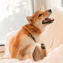 Los perritos suelen rascarse con frecuencia las orejas con las patas y si el collar está demasiado flojo pueden terminar enganchado o enredado.