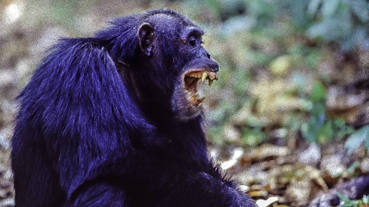 Chimpancé 'estalló' en cólera con los turistas (imagen de referencia).