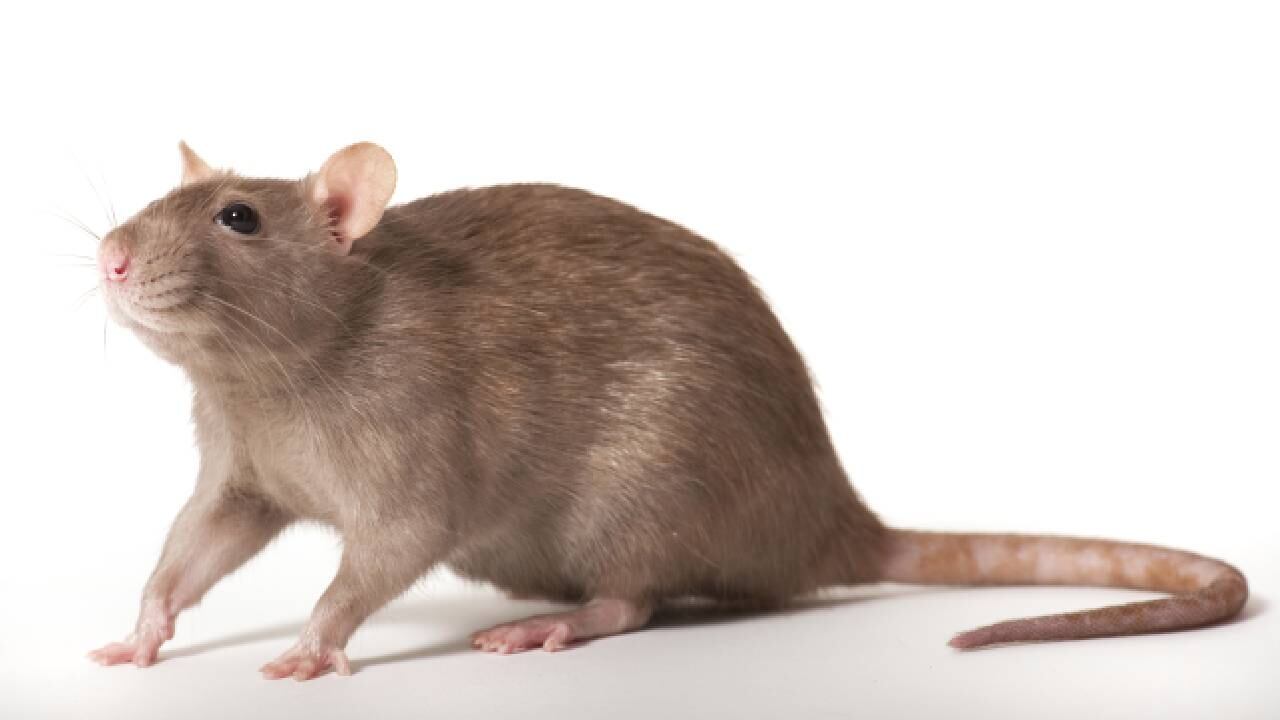 Algunos de sus seguidores compararon el animal con un gato (por su tamaño).