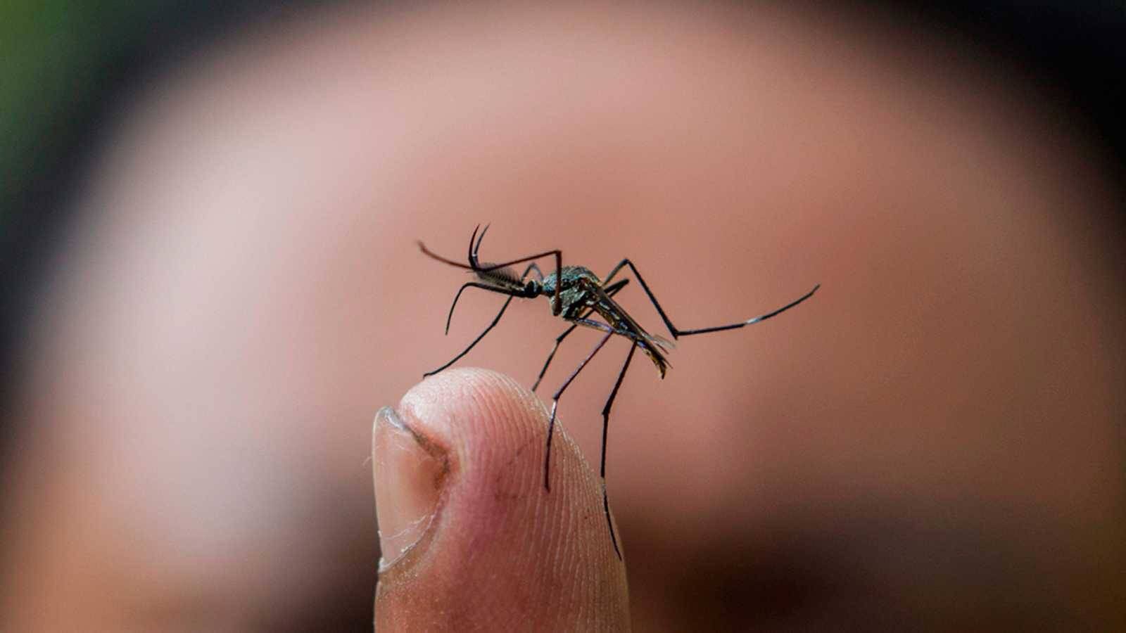 El manejo del dengue es sintomático. No existe ningún medicamento específico para este virus. 