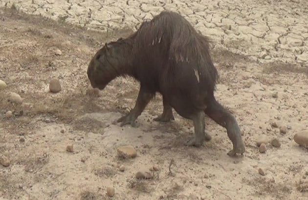 En los Llanos, las sequías suelen durar cuatro meses pero esta ha sido más drástica de lo normal en intensidad e inició desde diciembre (Wilson Durán / laschivasdelllano.com). 
