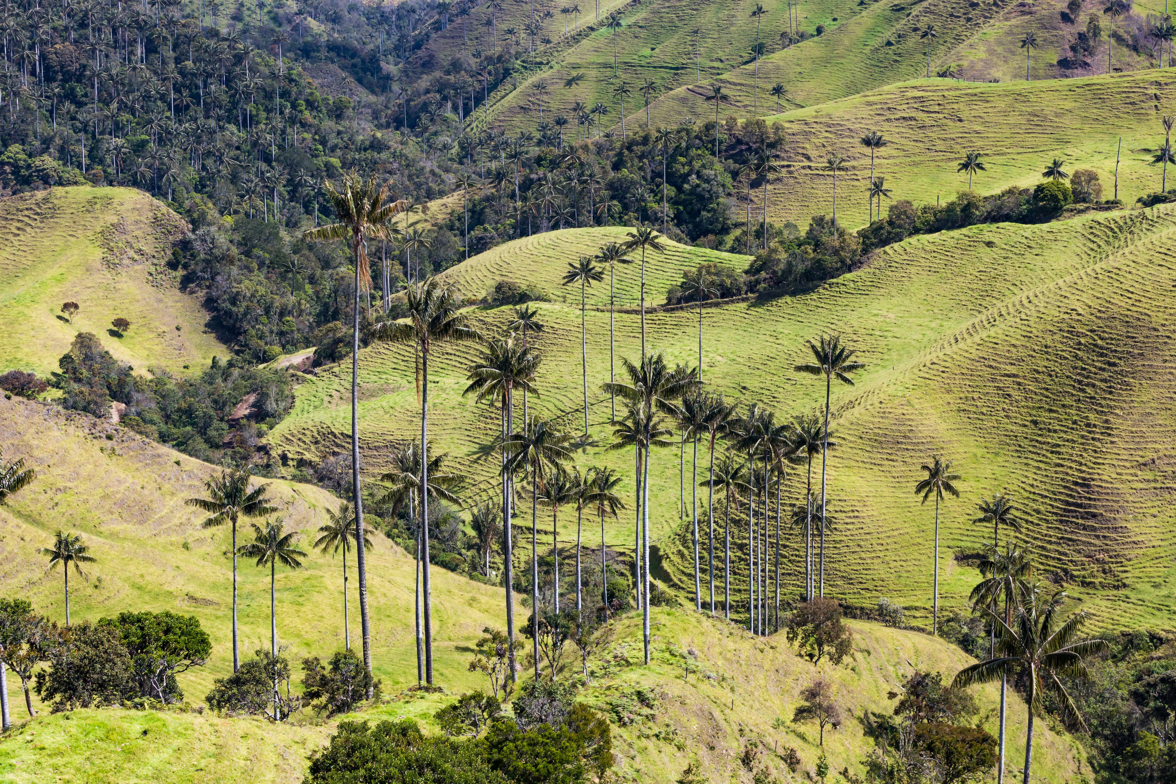 Bosque de palma de cera La Samaria, Caldas.
