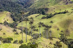 Bosque de palma de cera La Samaria, Caldas.
