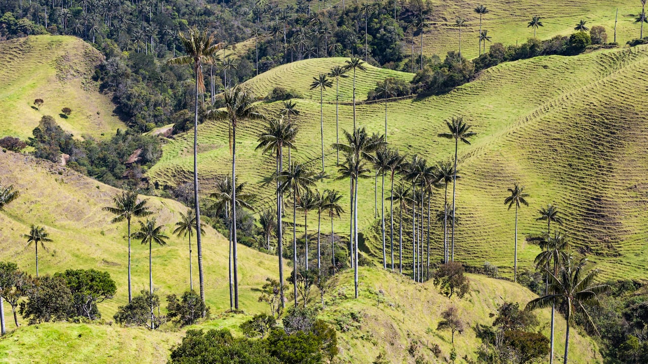 Bosque de palma de cera La Samaria, Caldas.