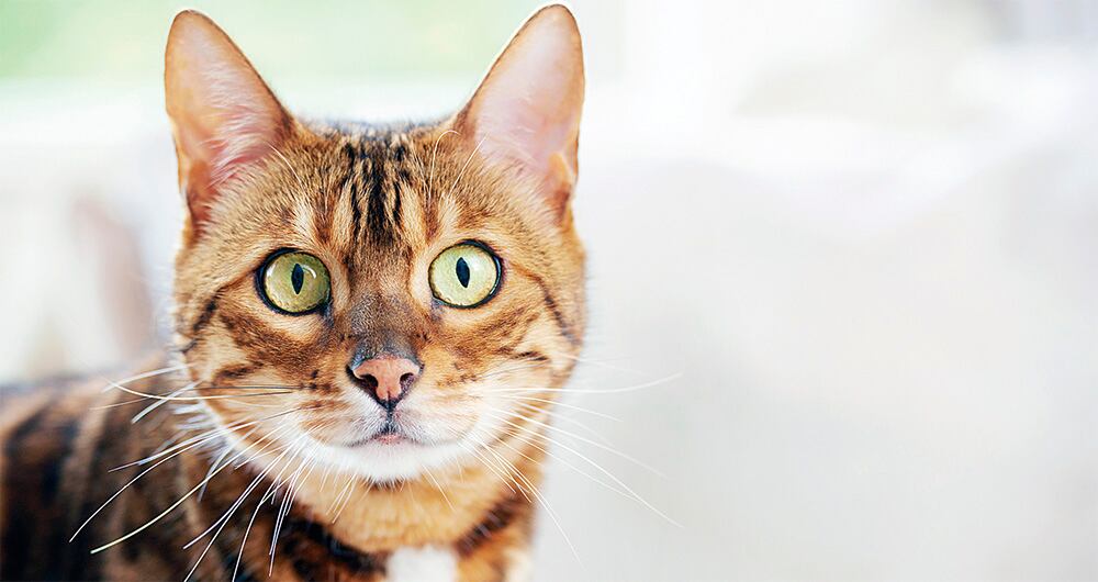 Los gatos memorizan nombres_1