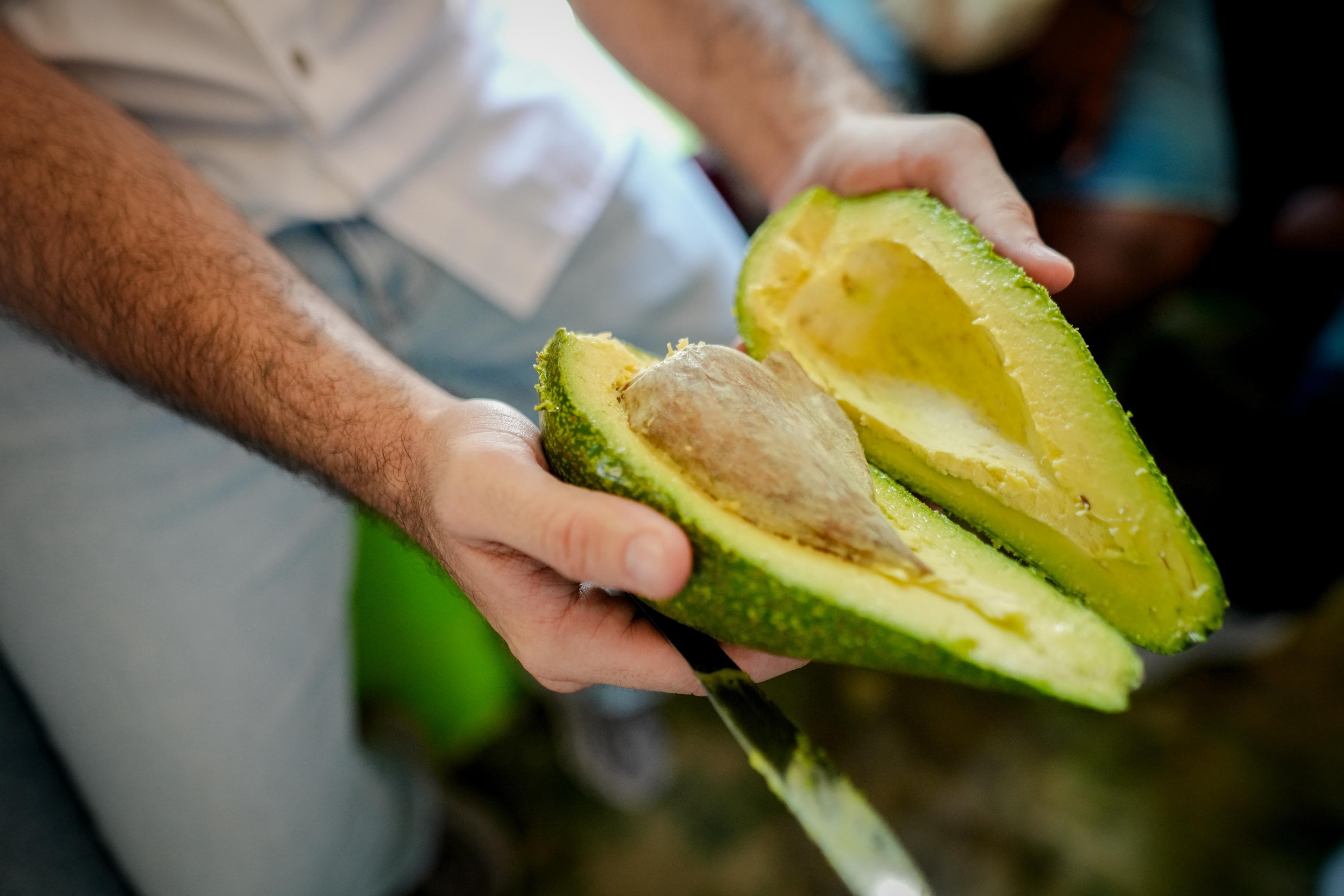 Aguacate de Bolívar.