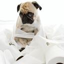 Perro travieso