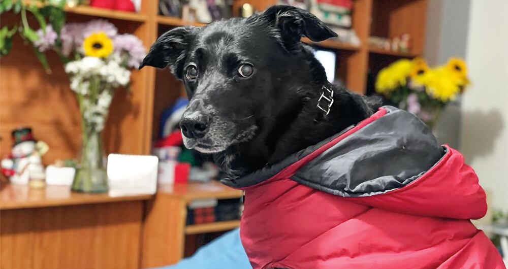  Dino llegó a la familia Aristizábal Bedoya como hogar de paso, pero los enamoró y vivió diez años con ellos. 