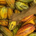 El departamento de Arauca es el segundo productor de cacao en Colombia con cerca de 17 mil hectáreas cultivadas y una producción aproximada de 10 mil toneladas al año. Foto: Santiago Ramírez.