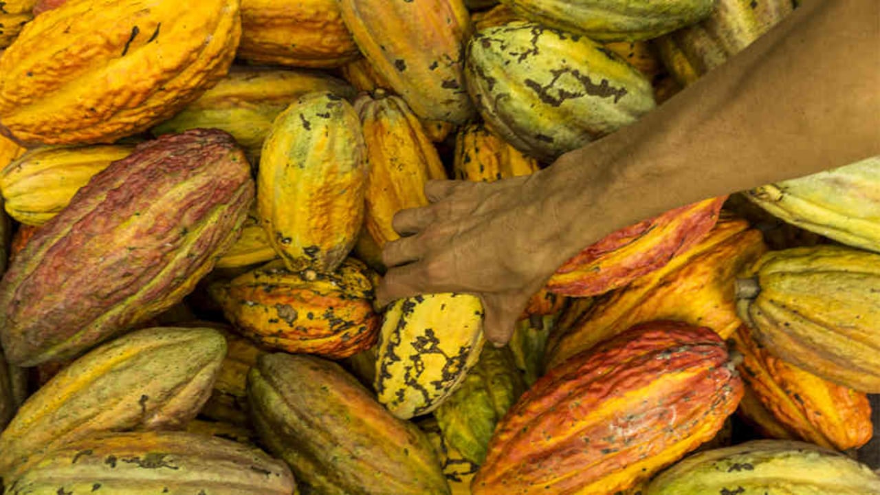 El departamento de Arauca es el segundo productor de cacao en Colombia con cerca de 17 mil hectáreas cultivadas y una producción aproximada de 10 mil toneladas al año. Foto: Santiago Ramírez.