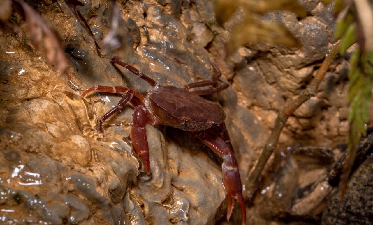 Cangrejos de agua dulce