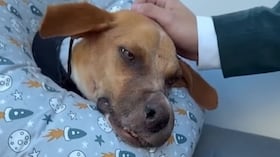 El perro está recibiendo la atención necesaria en Bogotá.