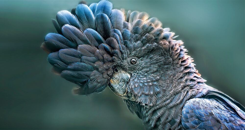 Animales en vía de extinción