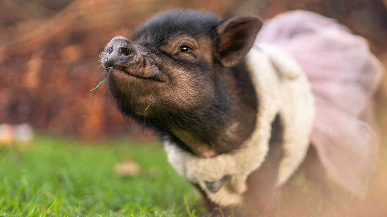 En 2019 se reportaron cuatro casos de abandono de minipigs.Tres cerdos en Medellín, y otro en Bogotá.