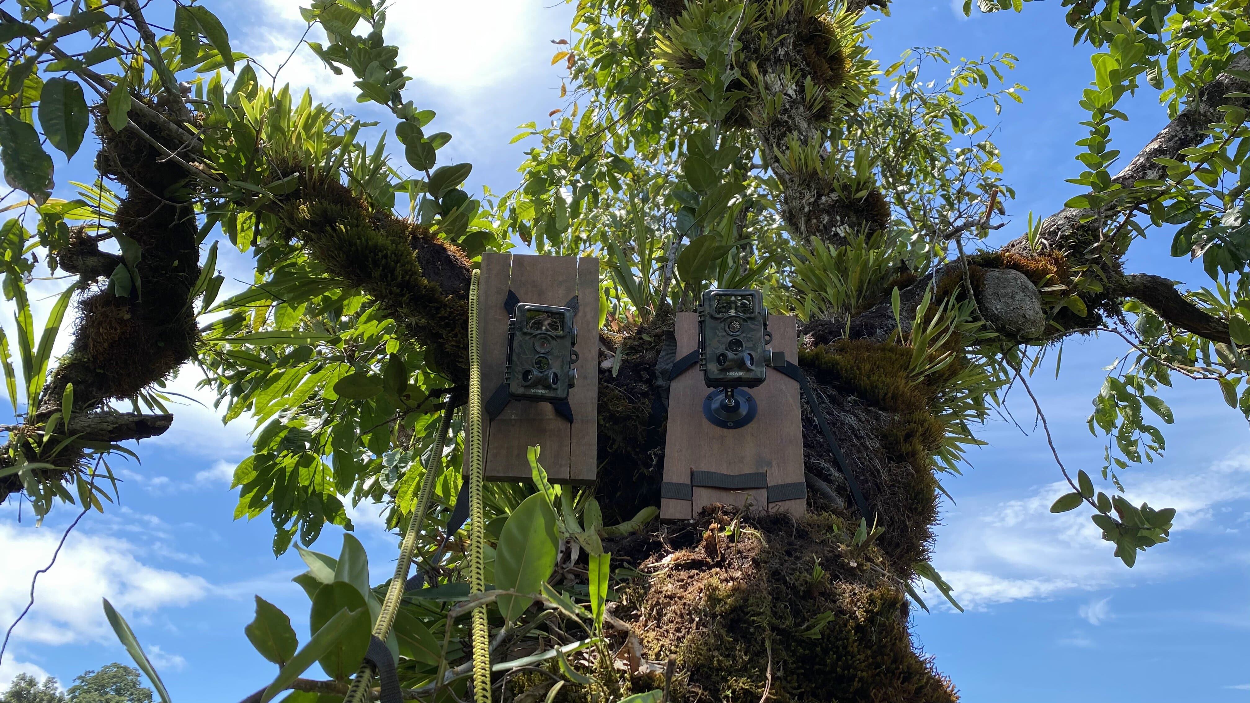 Como las aves son tan difíciles de seguir, su mejor forma de estudio es analizando sus nidos, pues ahí se observa su alimentación, crecimiento y tiempo de vuelo. Todo esto se realiza por medio de cámaras trampas como estas.