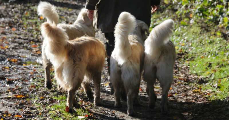 Son varias las nuevas normas que deben cumplir para garantizar el bienestar de los animales. 